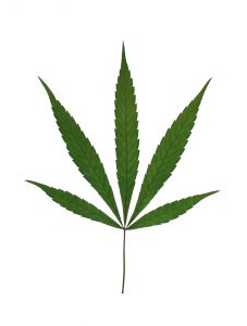 Pennsylvania Marijuana DUI laws
